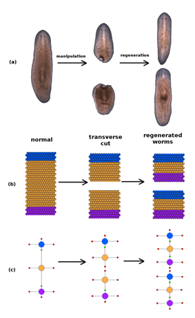  Figure 1.1: This gure depicts a classic planaria regeneration experiment involving a transverse cut of an intact worm, followed by the regeneration products for each fragment. The real experiment is shown in (a) along with the (b) simulation and (c) graph representations. In each case, the second panel represents the worms immediately following the cut, whereas the third panel depicts the regeneration outcome at a later time.