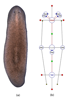 Figure 1.3: A wild-type planarian organism (a), along with its graph representation (b) in the Planform software tool.